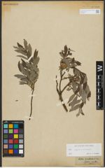 Foto von Salix repens L. x Salix viminalis L.